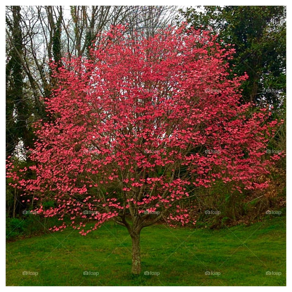 Pink Dogwood. Lovely, vibrant magnificent tree!