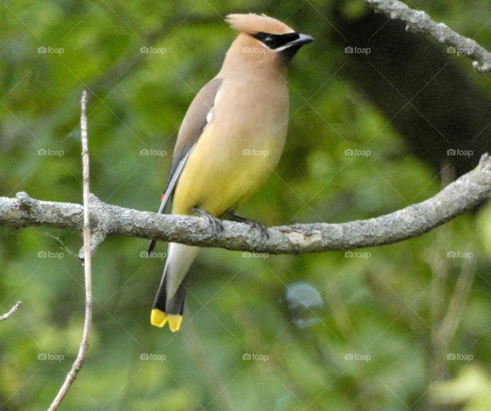 cedar waxwing