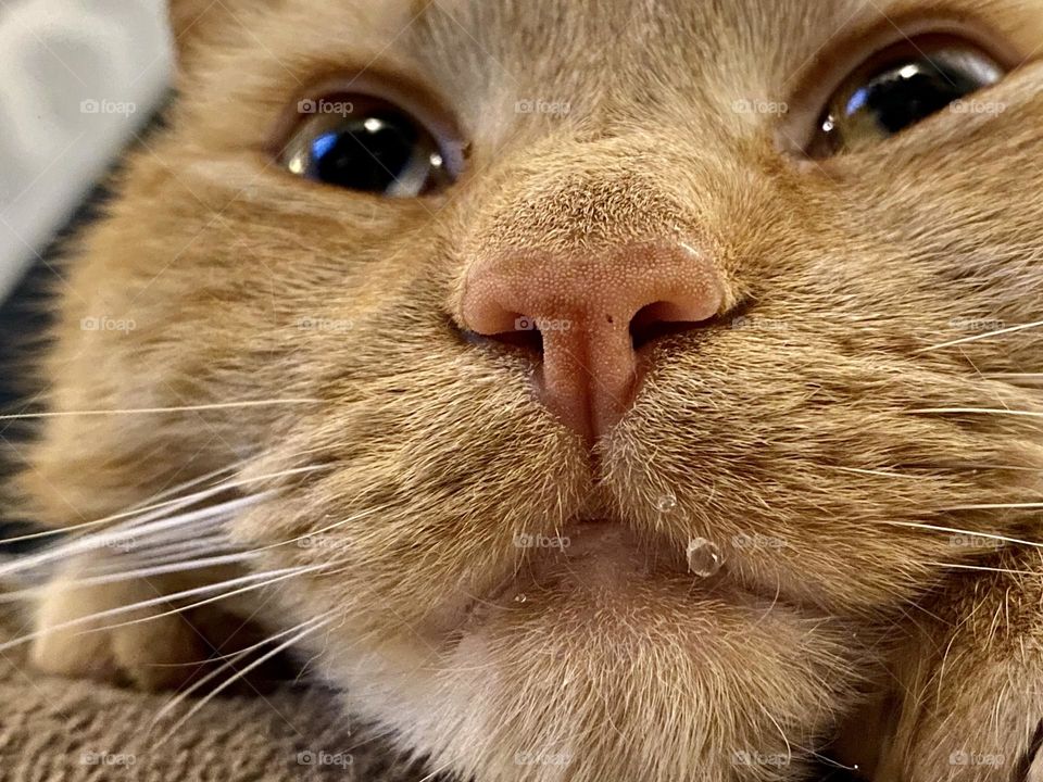Close-up of the face or an orange tabby cat with drool on her lip