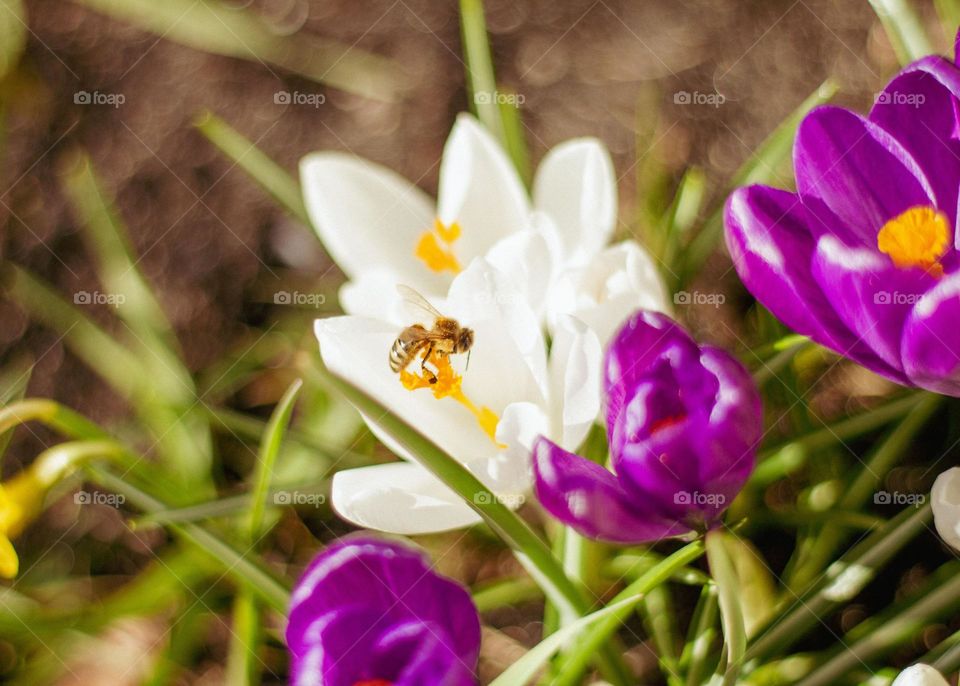 spring flowers in the sun. Bee on a spring flower