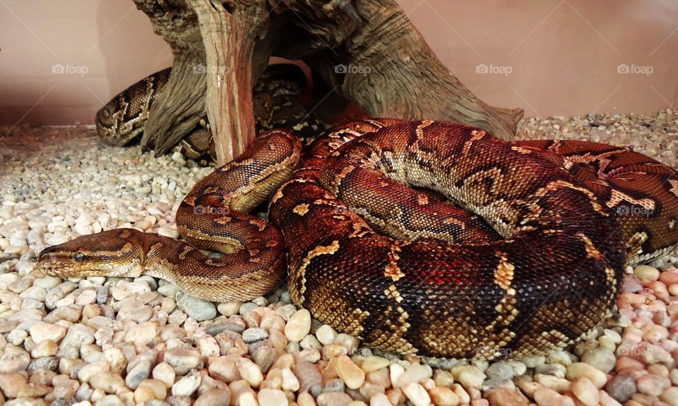 Two Pythons curled up
