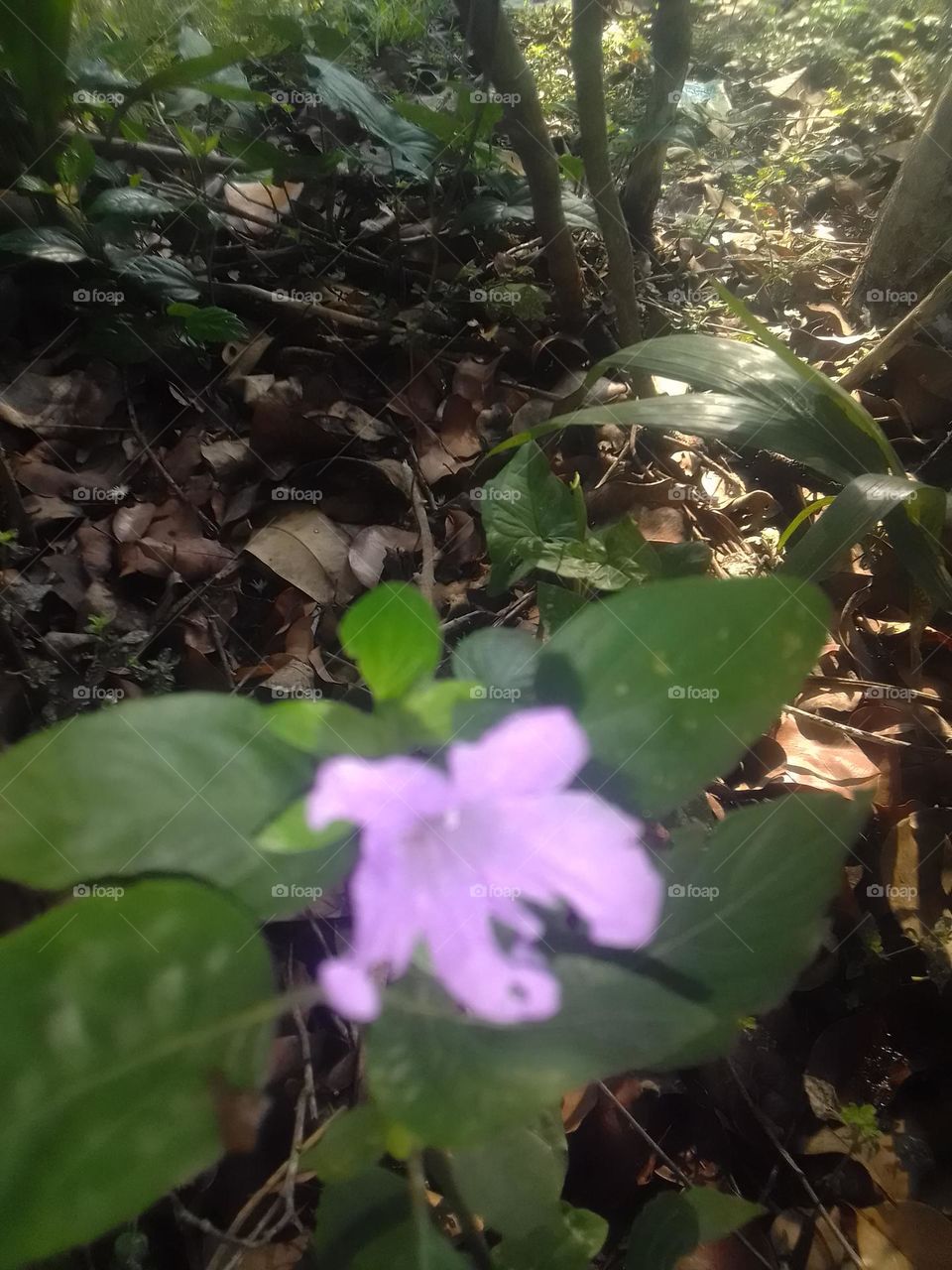 exotic white shaped flower Bee's