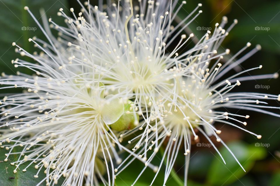 A white needle pad flower 