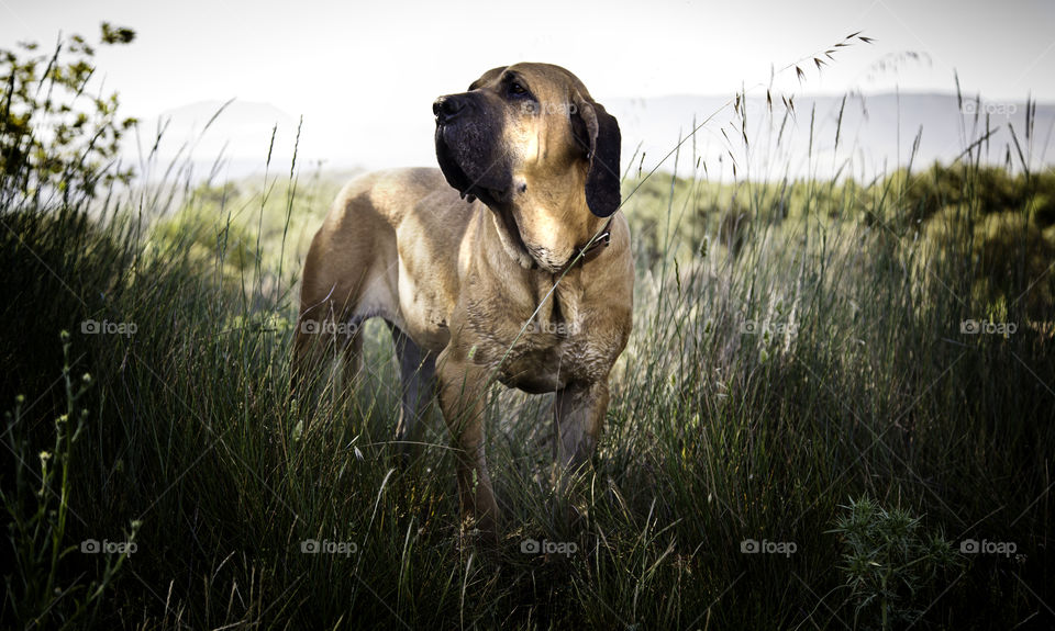 Dog hound in freedom