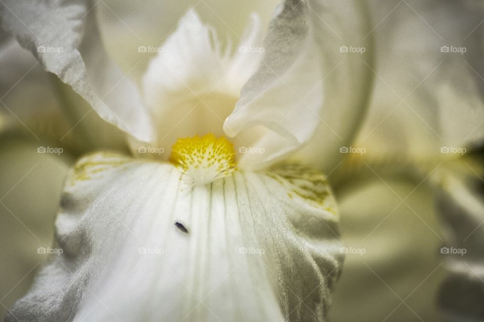 Darryl Wilson. Just taking some blooming photos