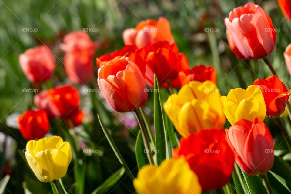 red and yellow tulips