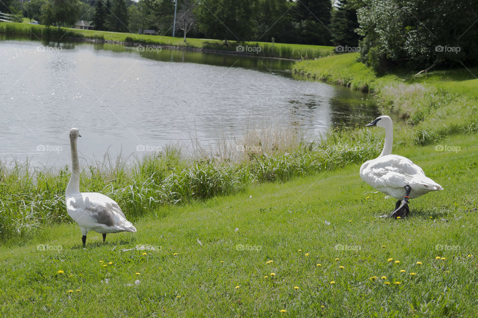 2 Swans on the shore of the lake