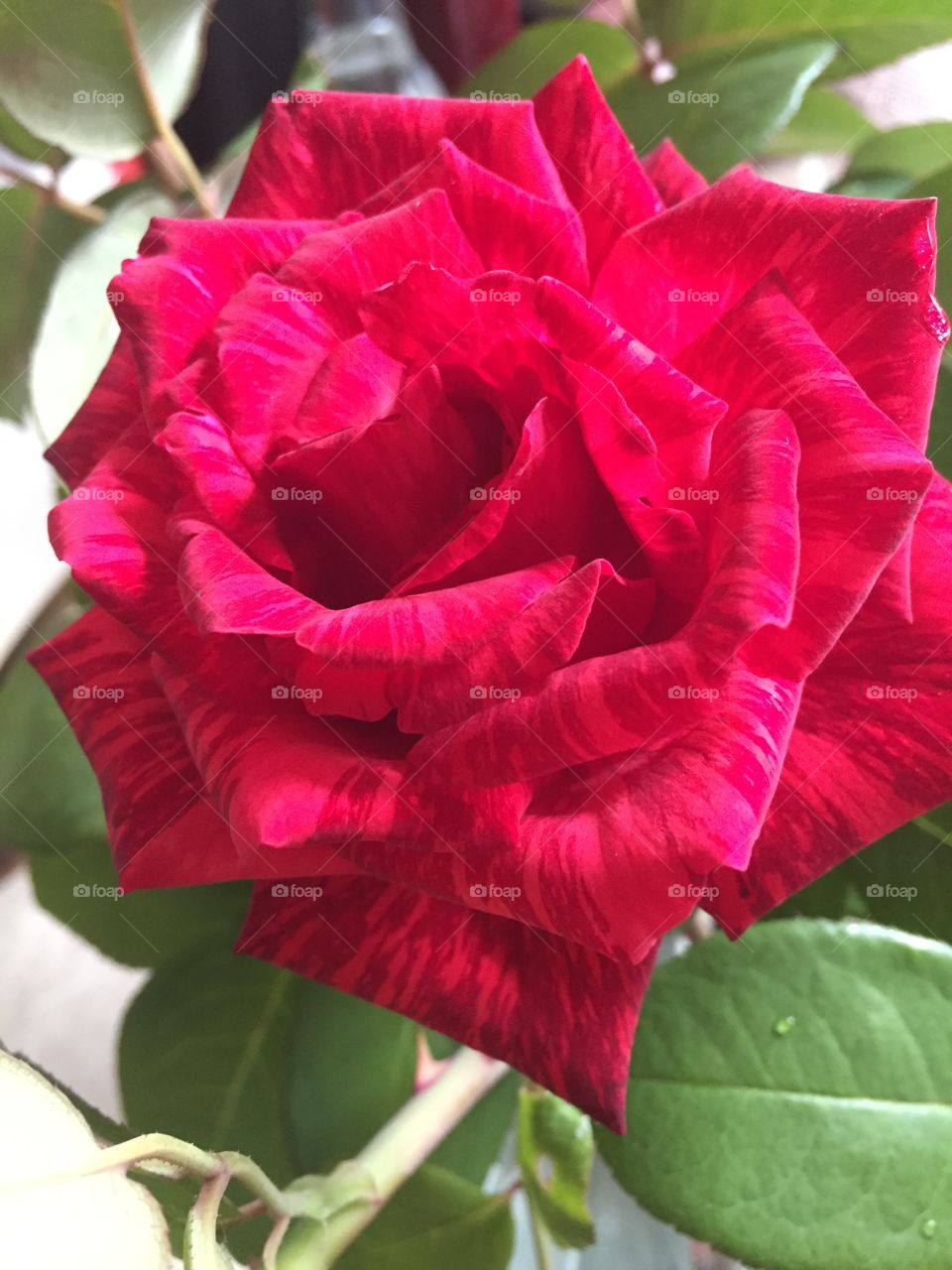 Beautiful Roses 