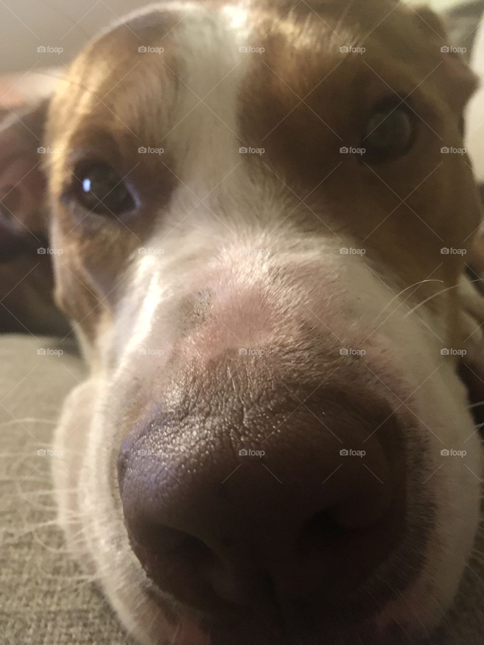 Close up of my furry bff rescue pitbull dog 