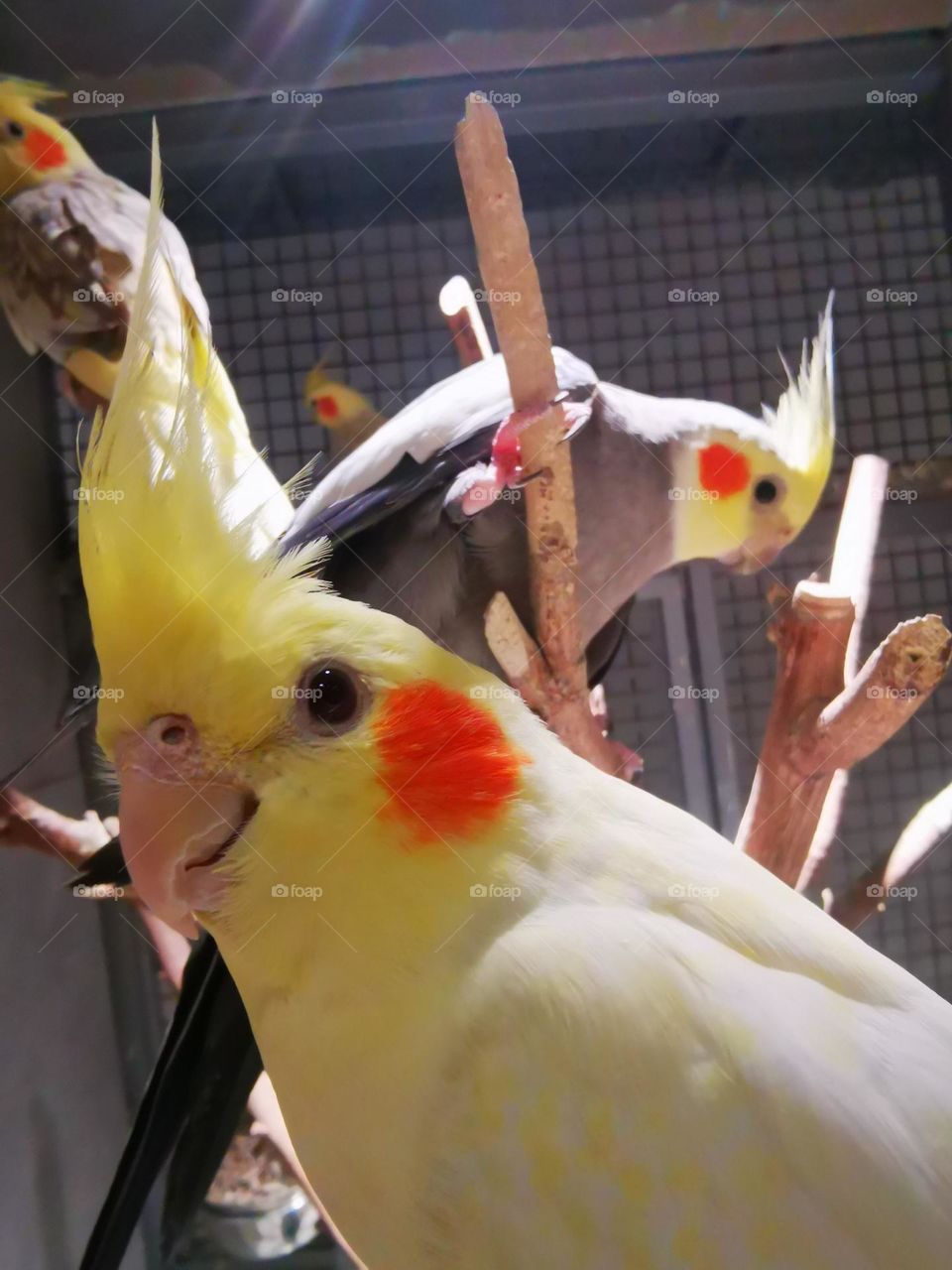 A kind of bird of confusion