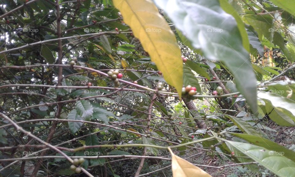 COFFEE TREE