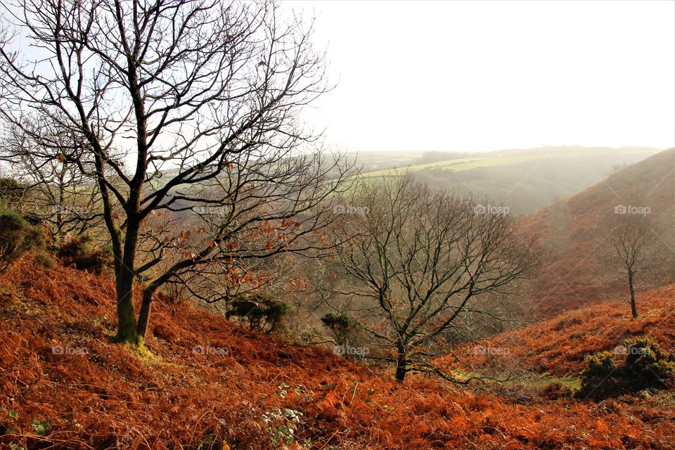 Fall, Landscape, Nature, No Person, Tree