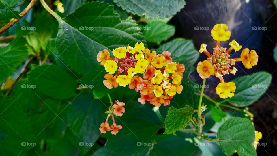 Ramo de flores multicolor