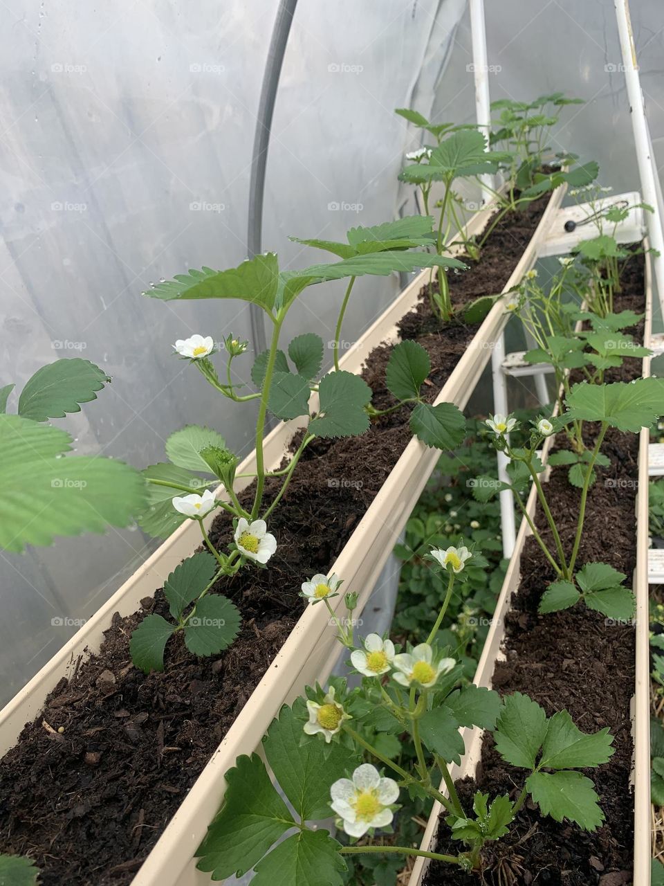 Plants to Celebrate the Earth Day