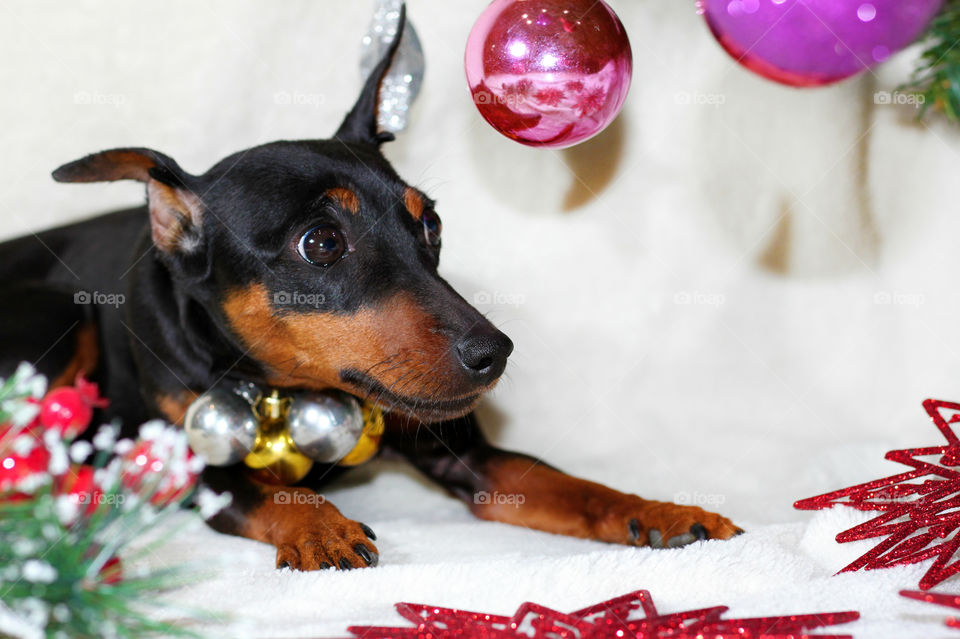 Christmas pinscher