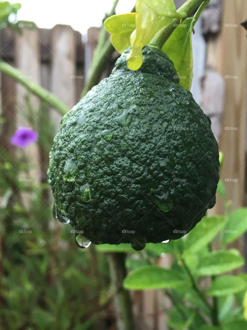 Lemon. Growth. Garden. Plant. Light. Flower. Green. Fence. Outdoors 