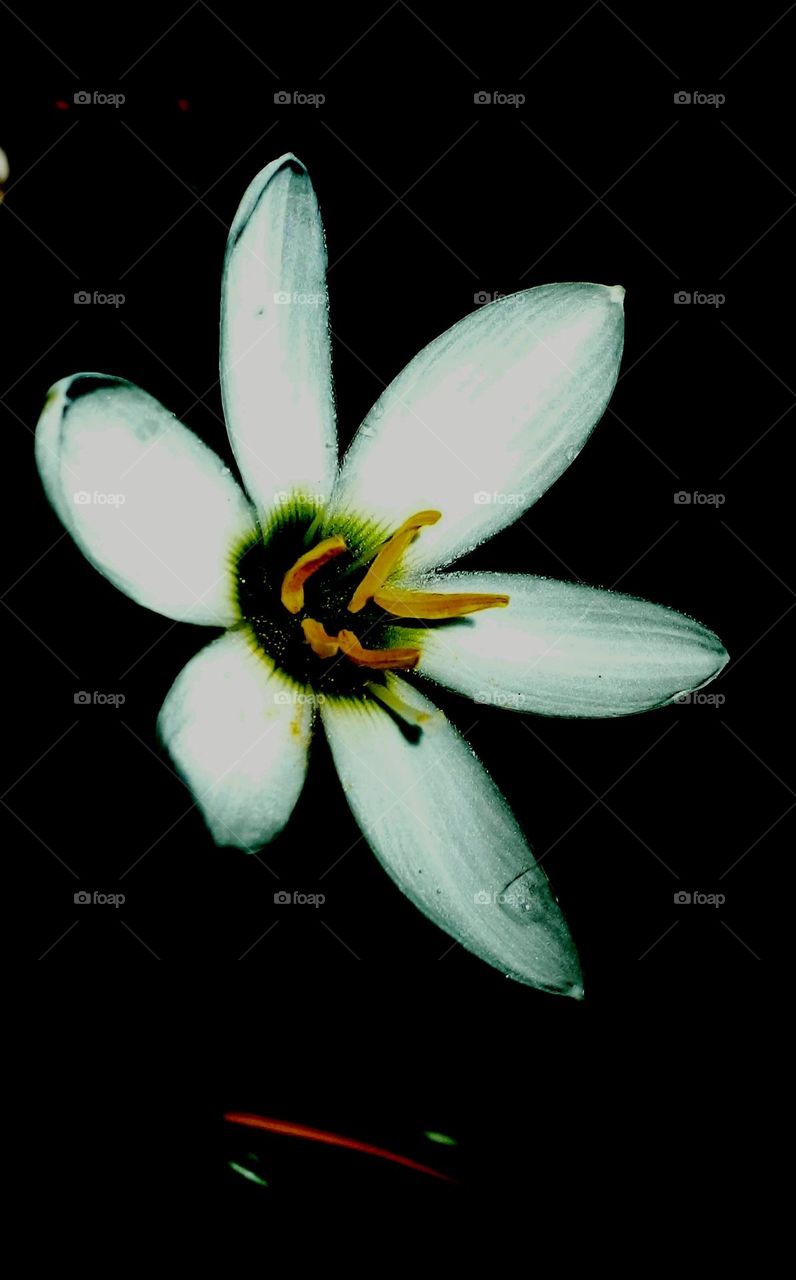 naturelove, beautiful flowers, lovely, colourful, drak picture, White