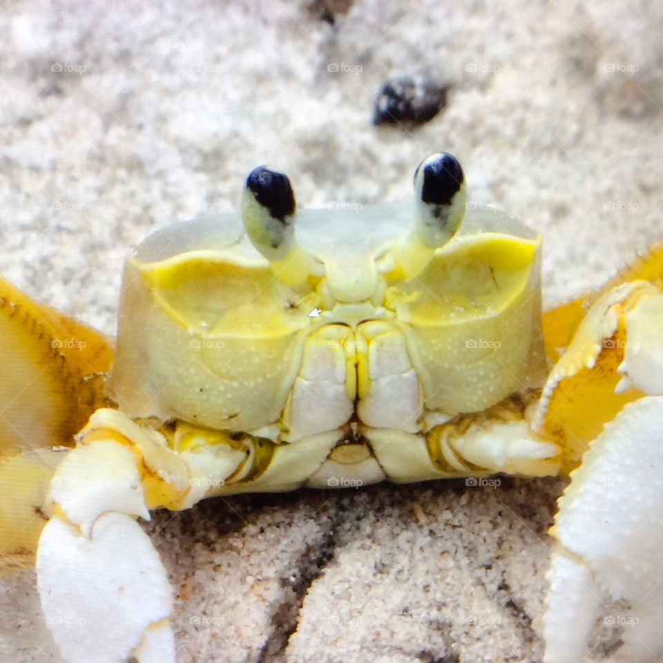 Crab