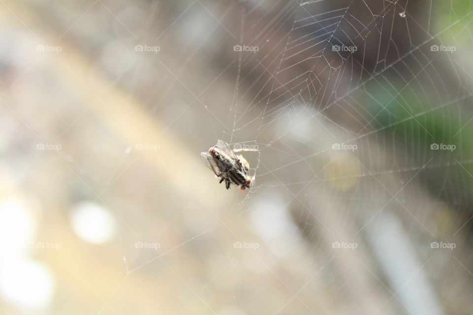 spiderweb