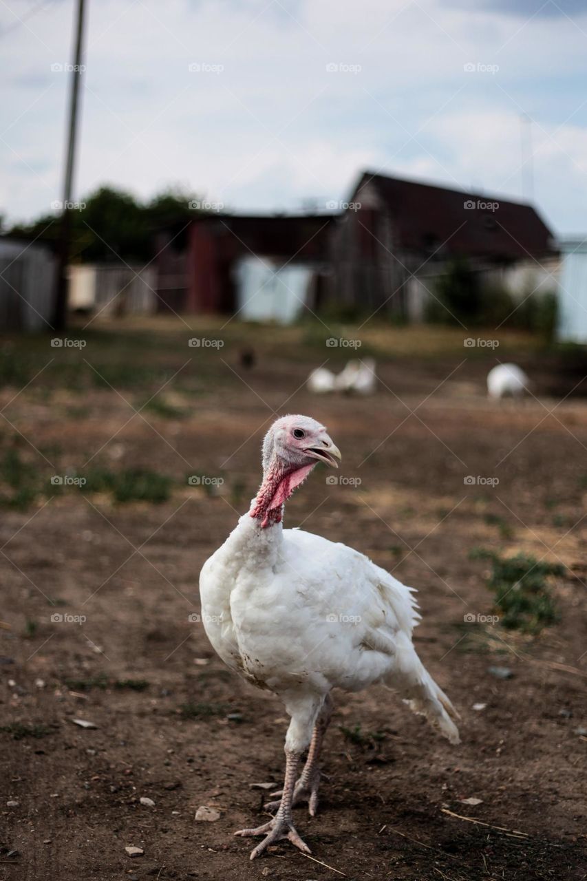 graceful turkey