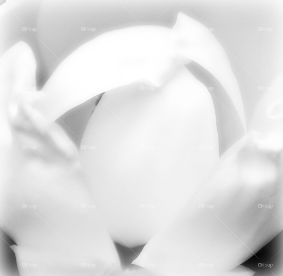 flower white magnolia louisiana by lightanddrawing