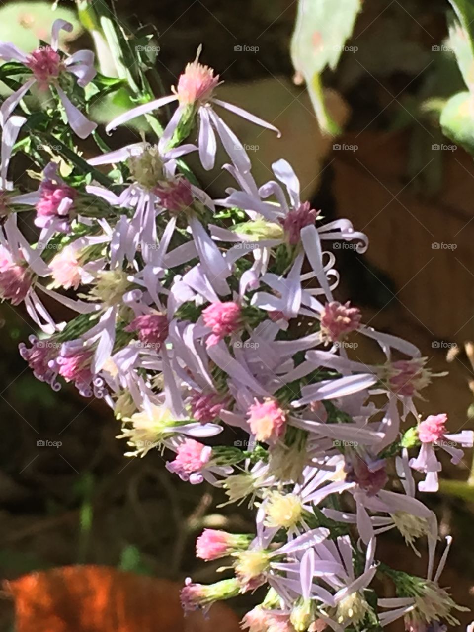 Tiny flowers