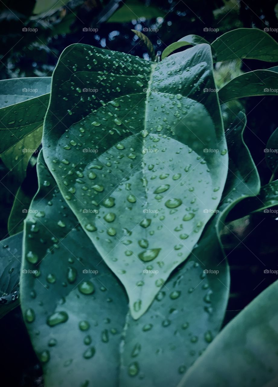 Wet leafs 
