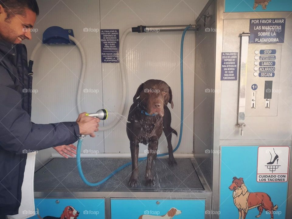 Dog#bath#pet#clean#water