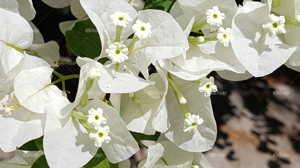 White tropical flowers