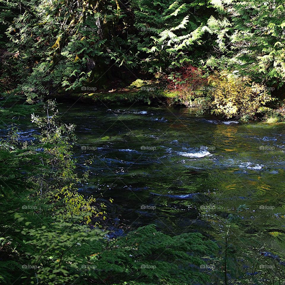 The beautiful McKenzie River in Western Oregon near its headwaters with whitewater and rapids flowing through a canyon covered in trees and greenery on a fall morning at sunrise. 