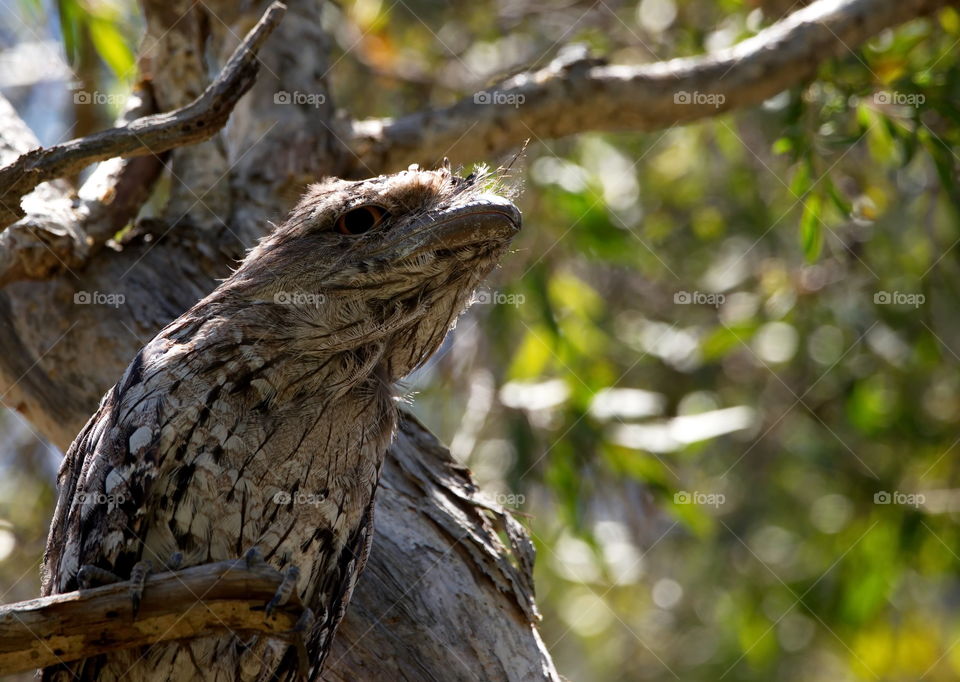 Tawny Frogmouth 