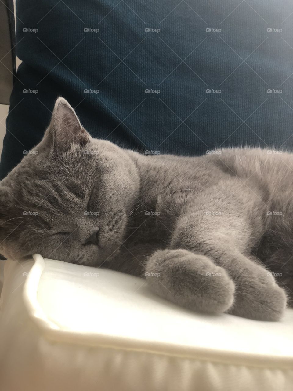 Cat sleeps 