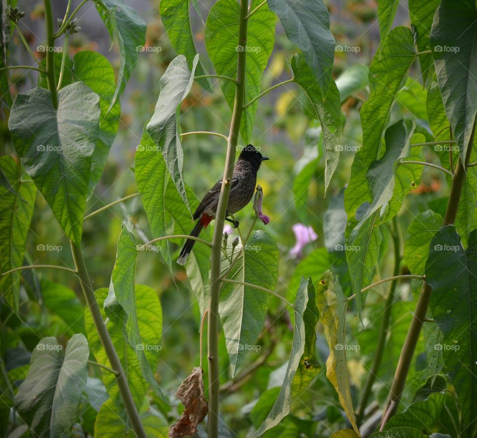 bird in forest