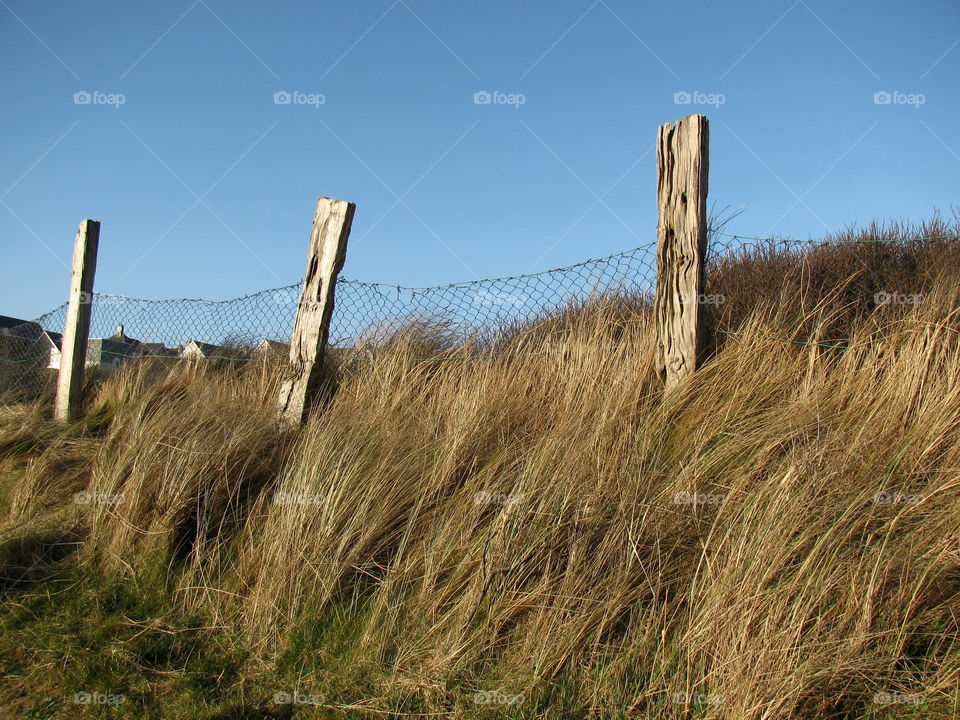 Tall Grasses. Along the Cliff Walk in Bundoran