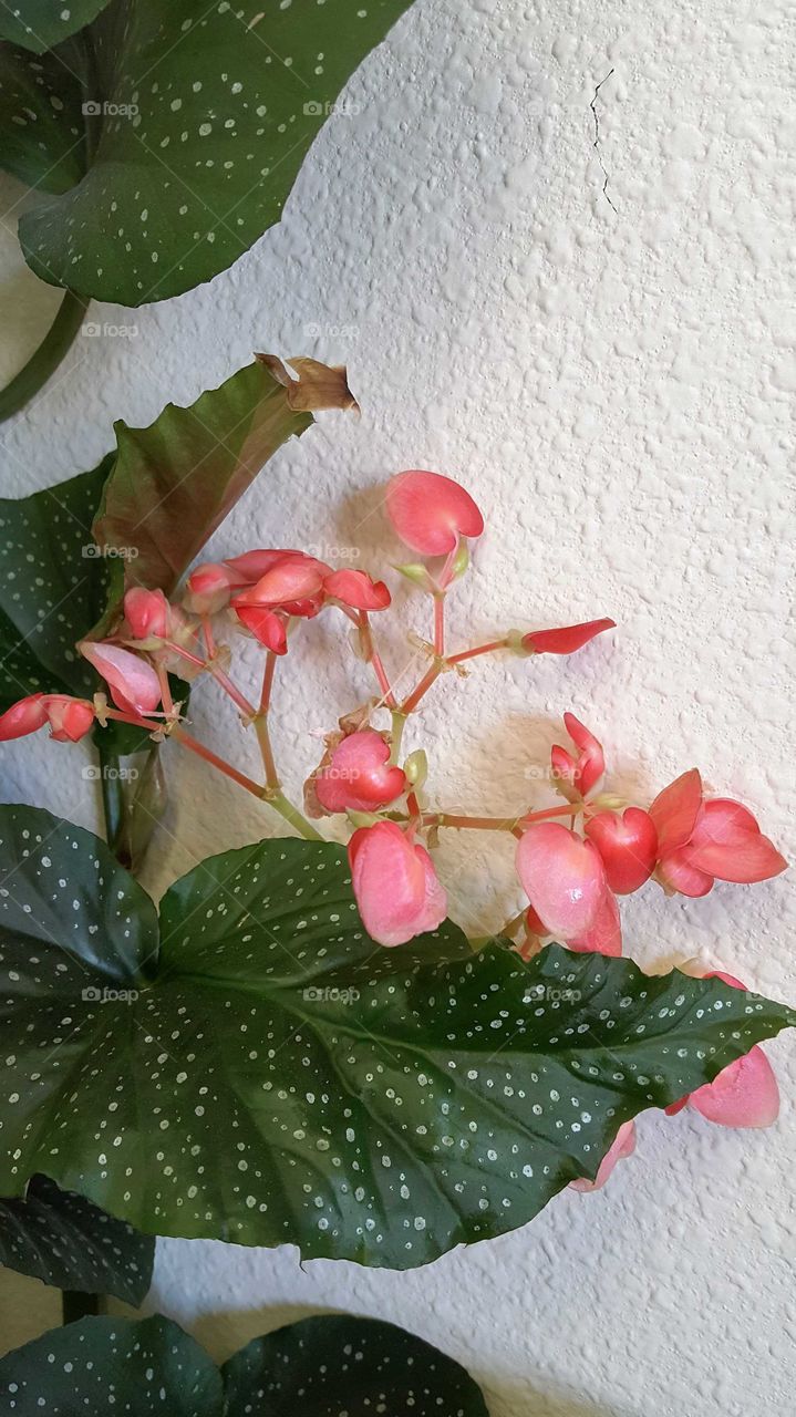 beautiful begonia with dark pink small flowers blooming
