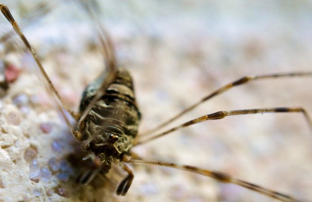 Close up of a spider 