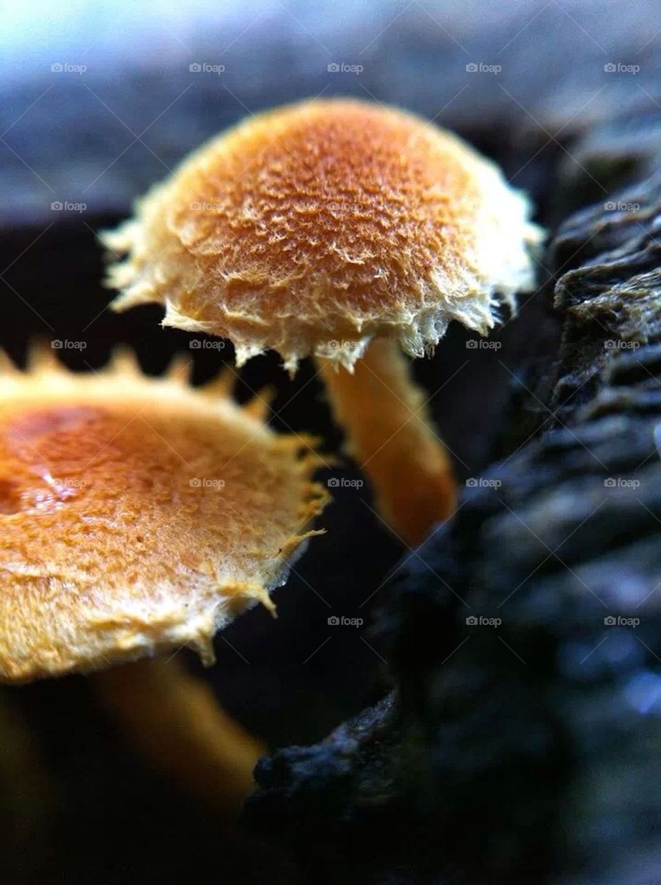 Mushrooms