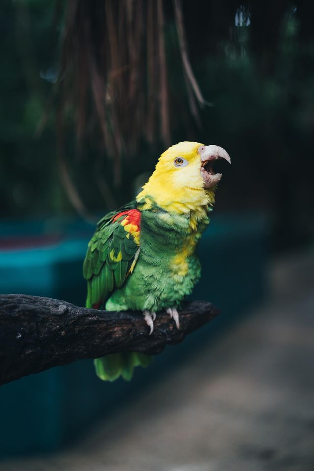 Bird