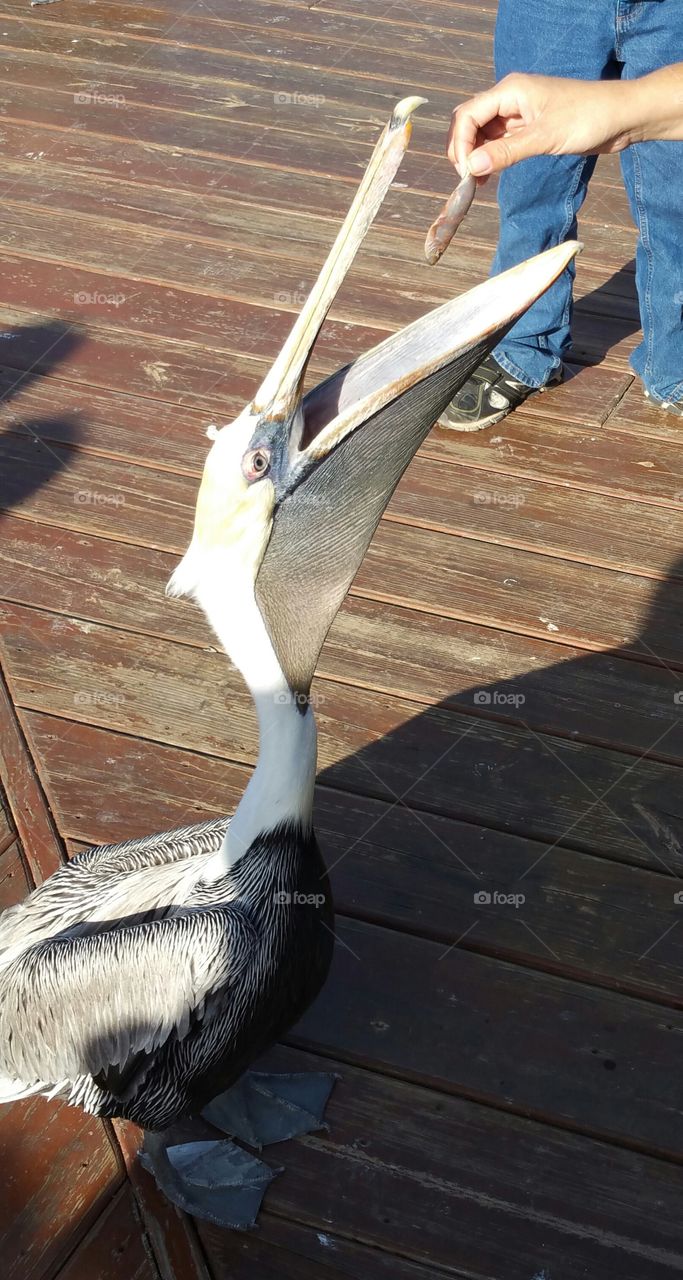 Feeding a pelican