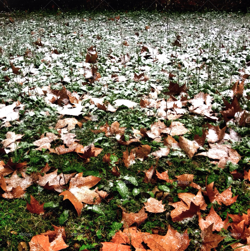 snow winter grass leaves by zhouwong