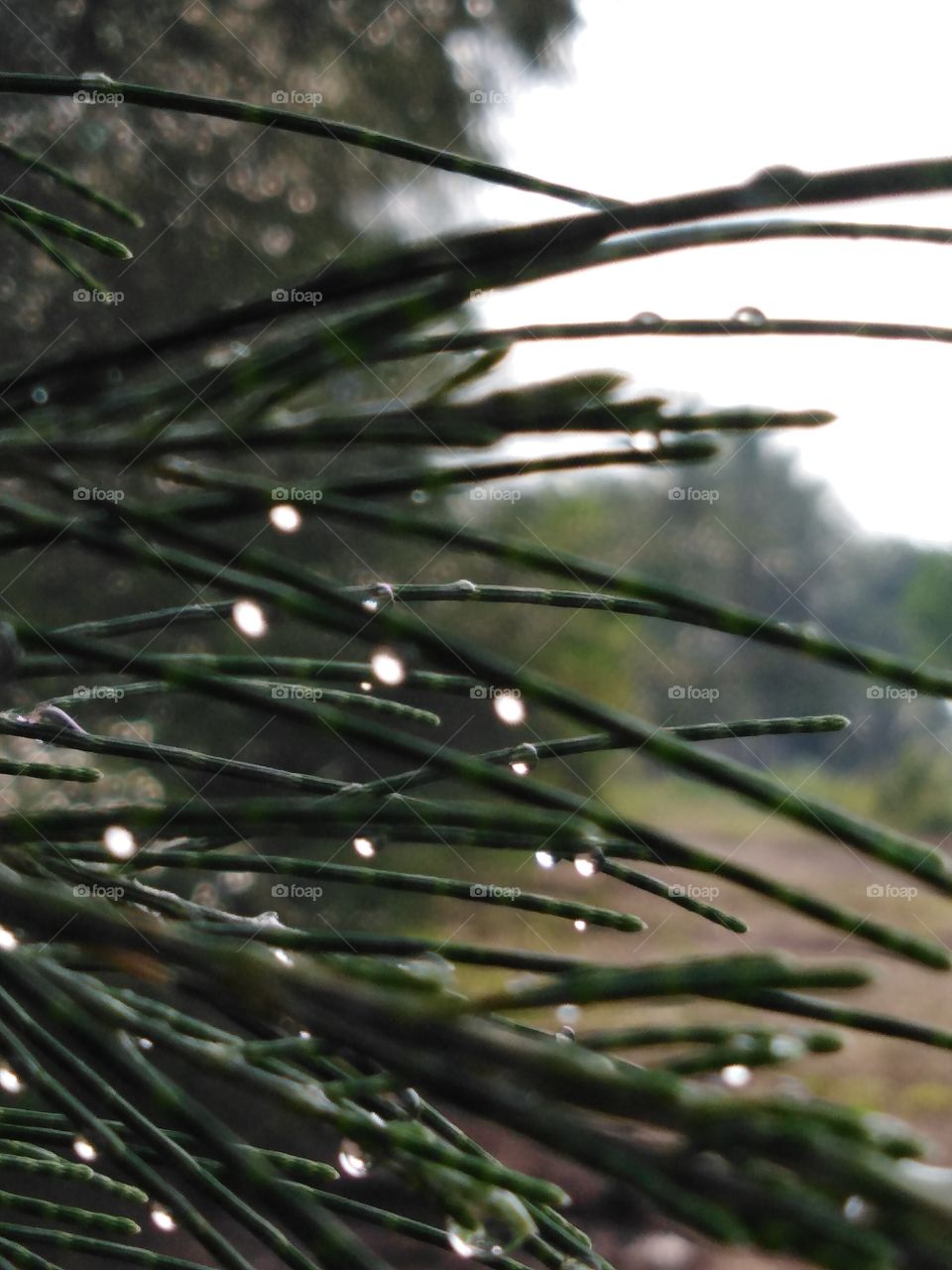 Raining drops at leaf