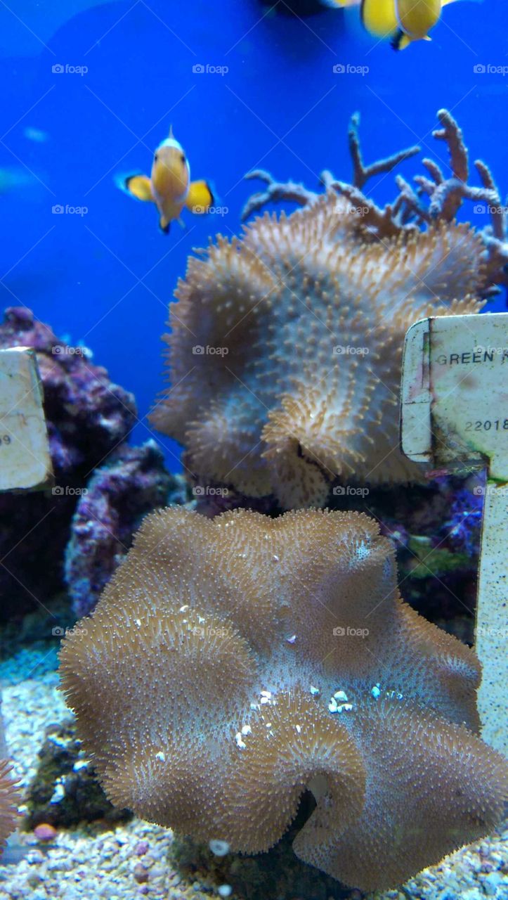 Underwater, Coral, Fish, Reef, Invertebrate