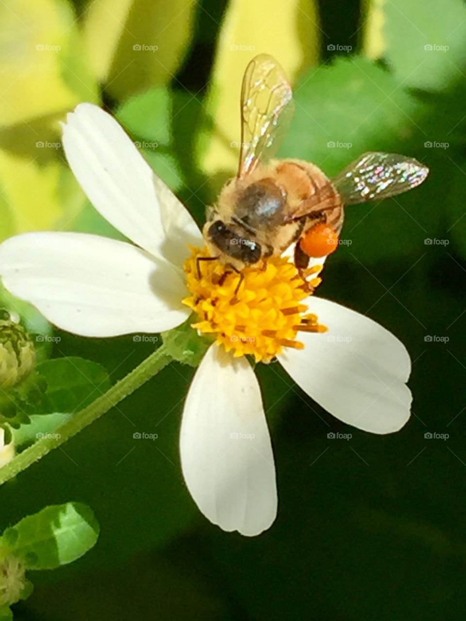 Bee and Pollen Basket