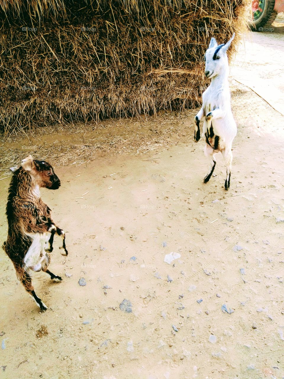 goat fighting