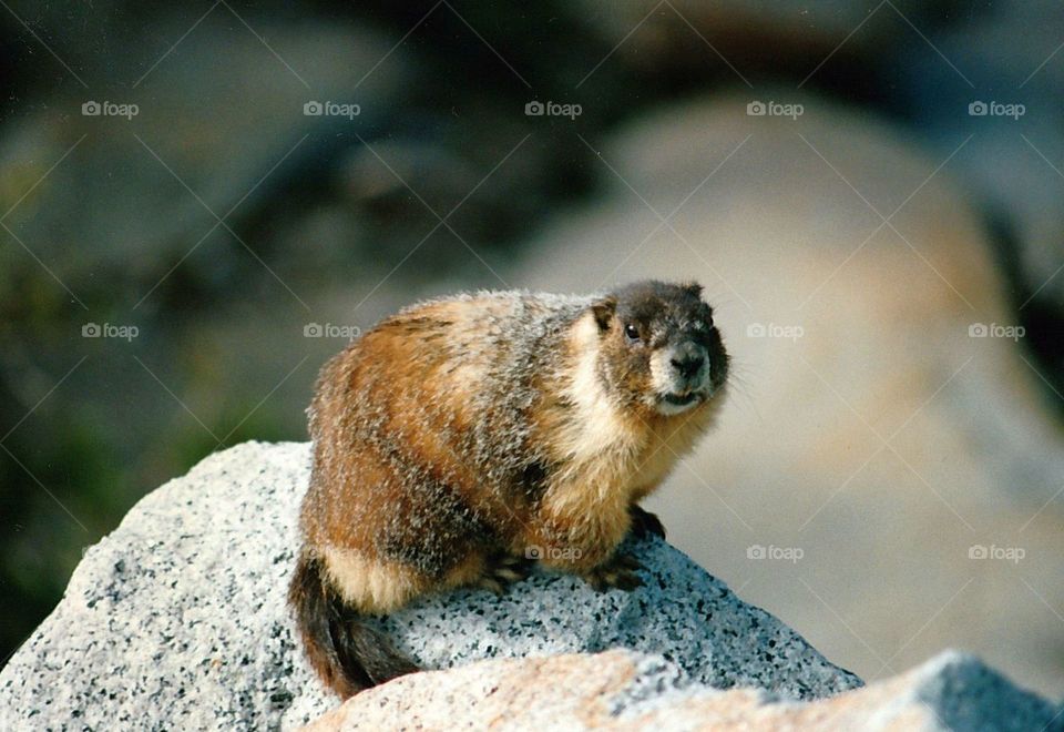 Marmot at Yosemite