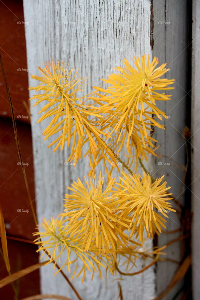 Beautiful autumn colours