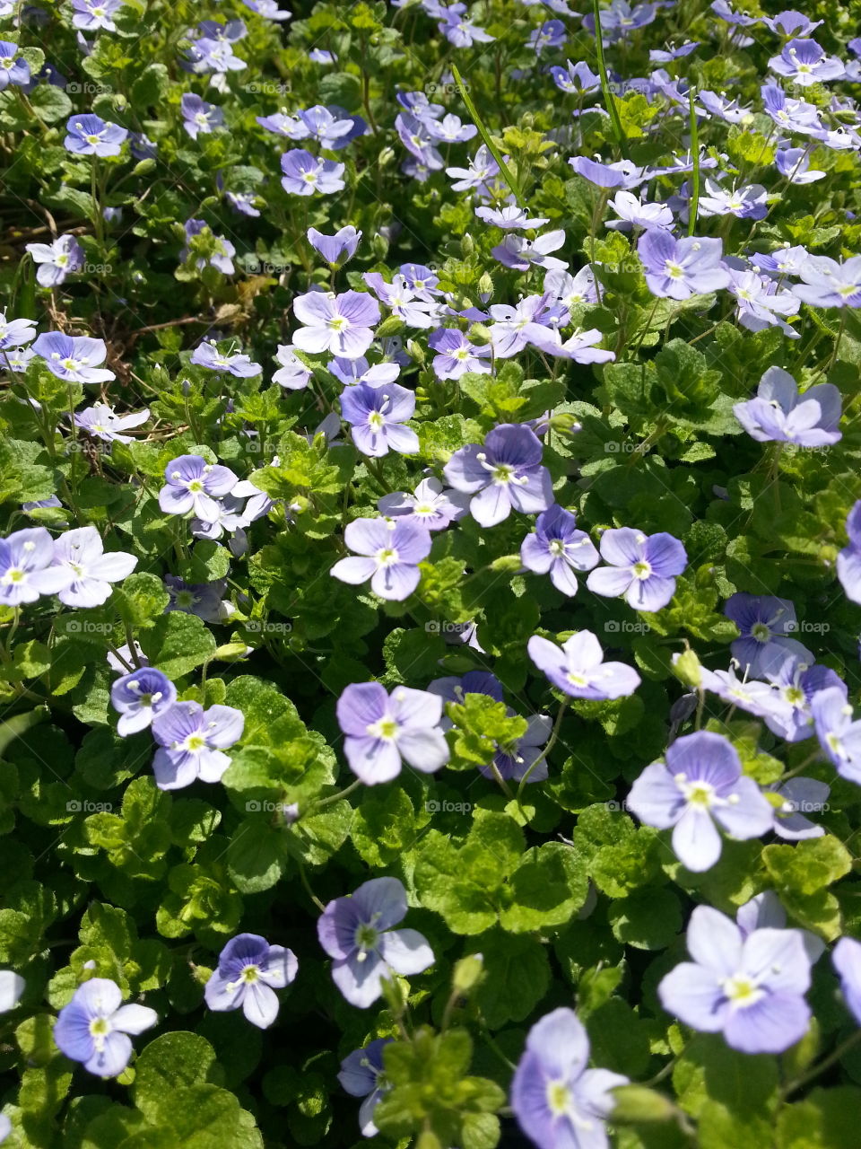 Flower, Leaf, Flora, Nature, No Person