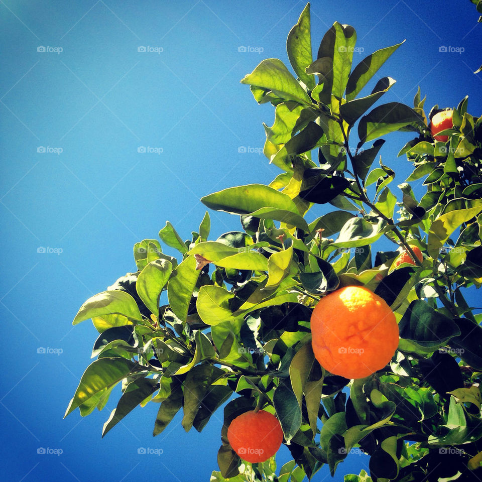 Beautiful orange tree on a sunny day in  Phoenix, Arizona. Captured as