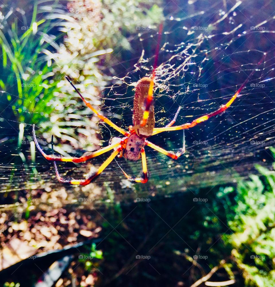 Golden Orb Weaver Spider 