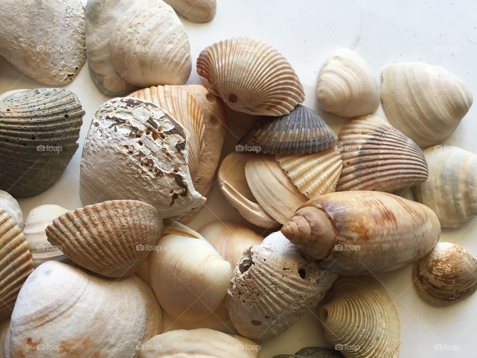 Elevated view of seashells
